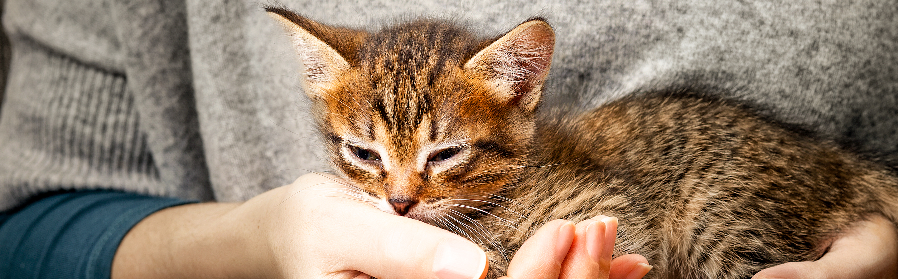 Brown tabby kitten being held by owner in a grey top