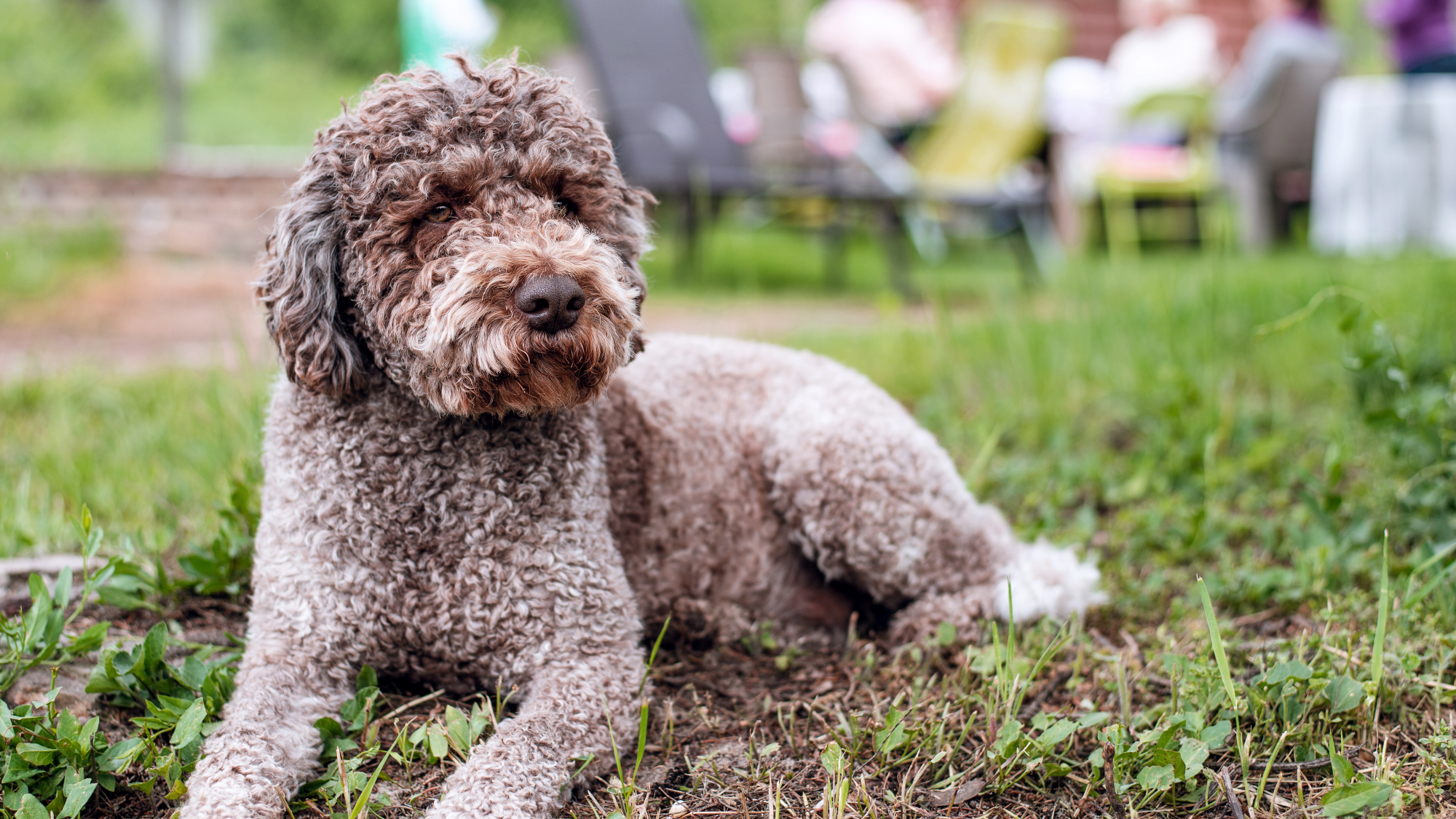 Brown Lagotto Romagnolo lying on grass