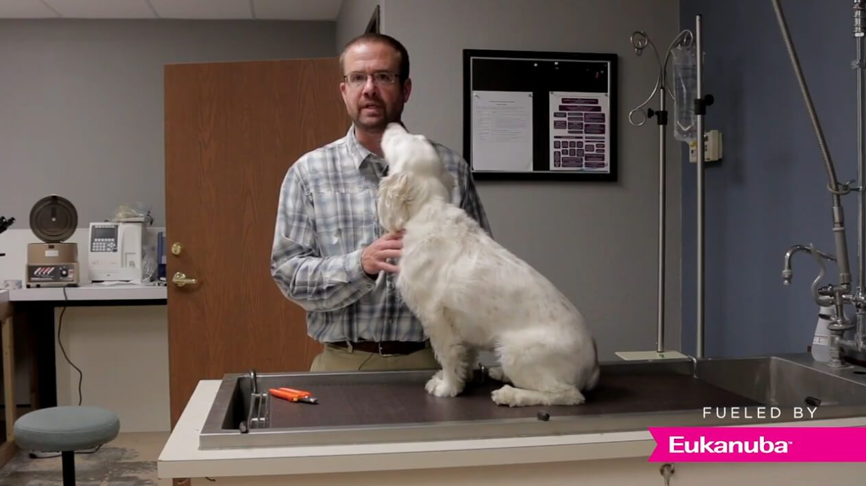 Carson Wentz Tips for Training Your Dog in the Heat