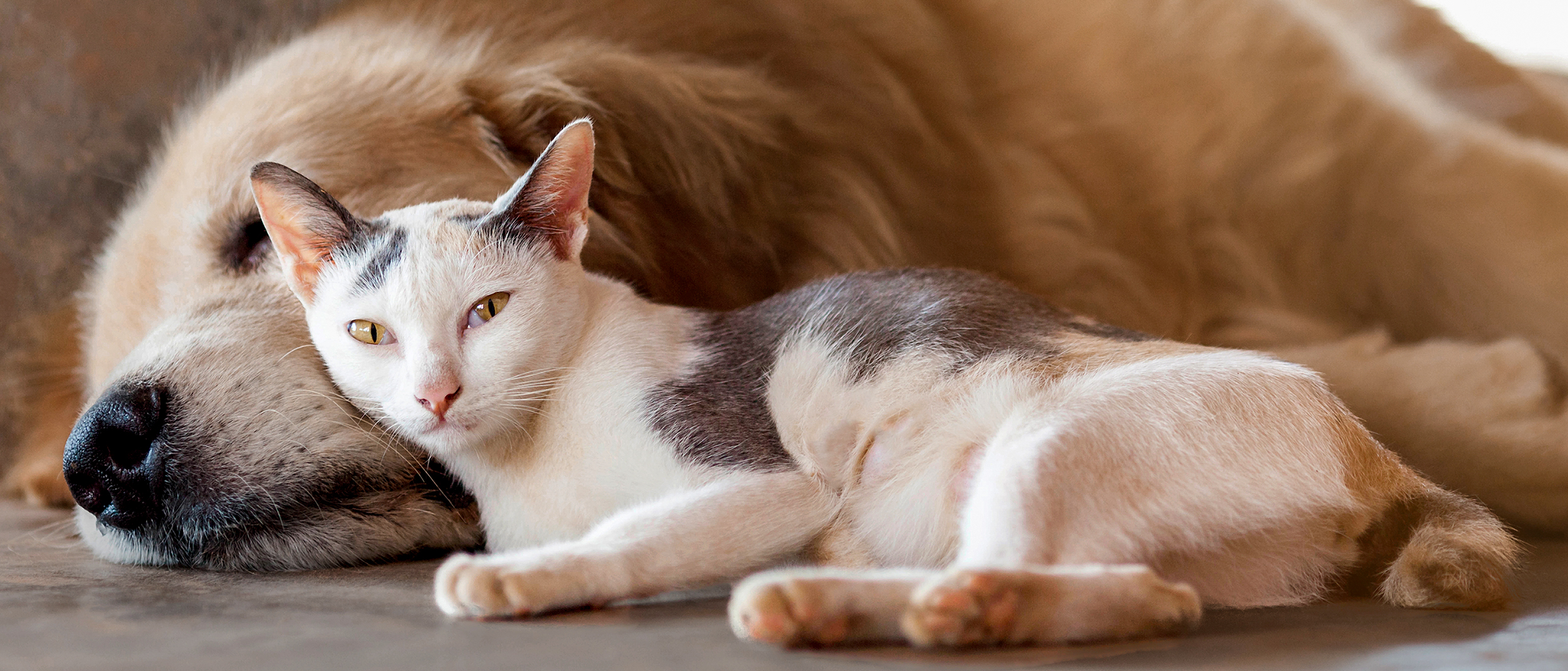 Adult cat lying down next to an adult Golden Retriever.