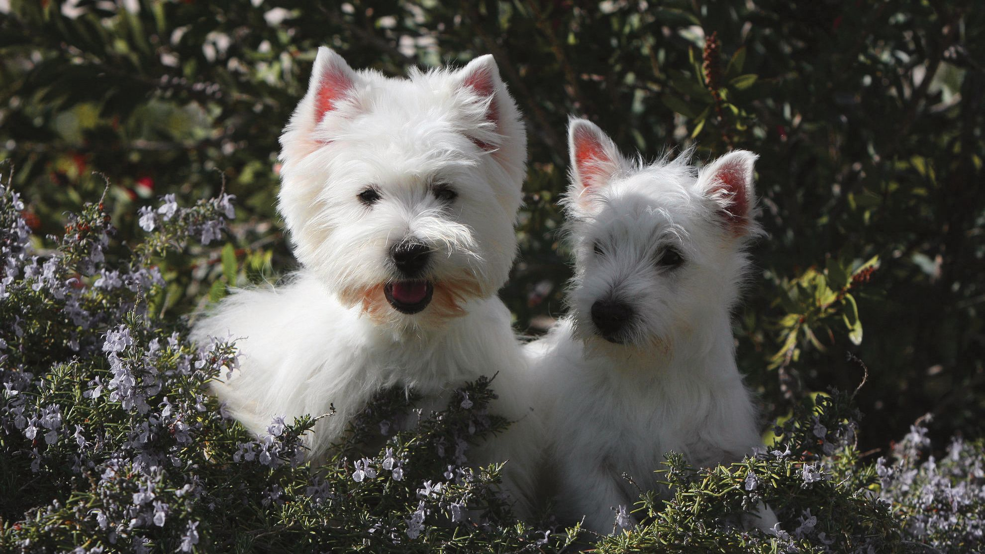 Dois West Highland White Terriers sentados junto a um arbusto de urze lilás