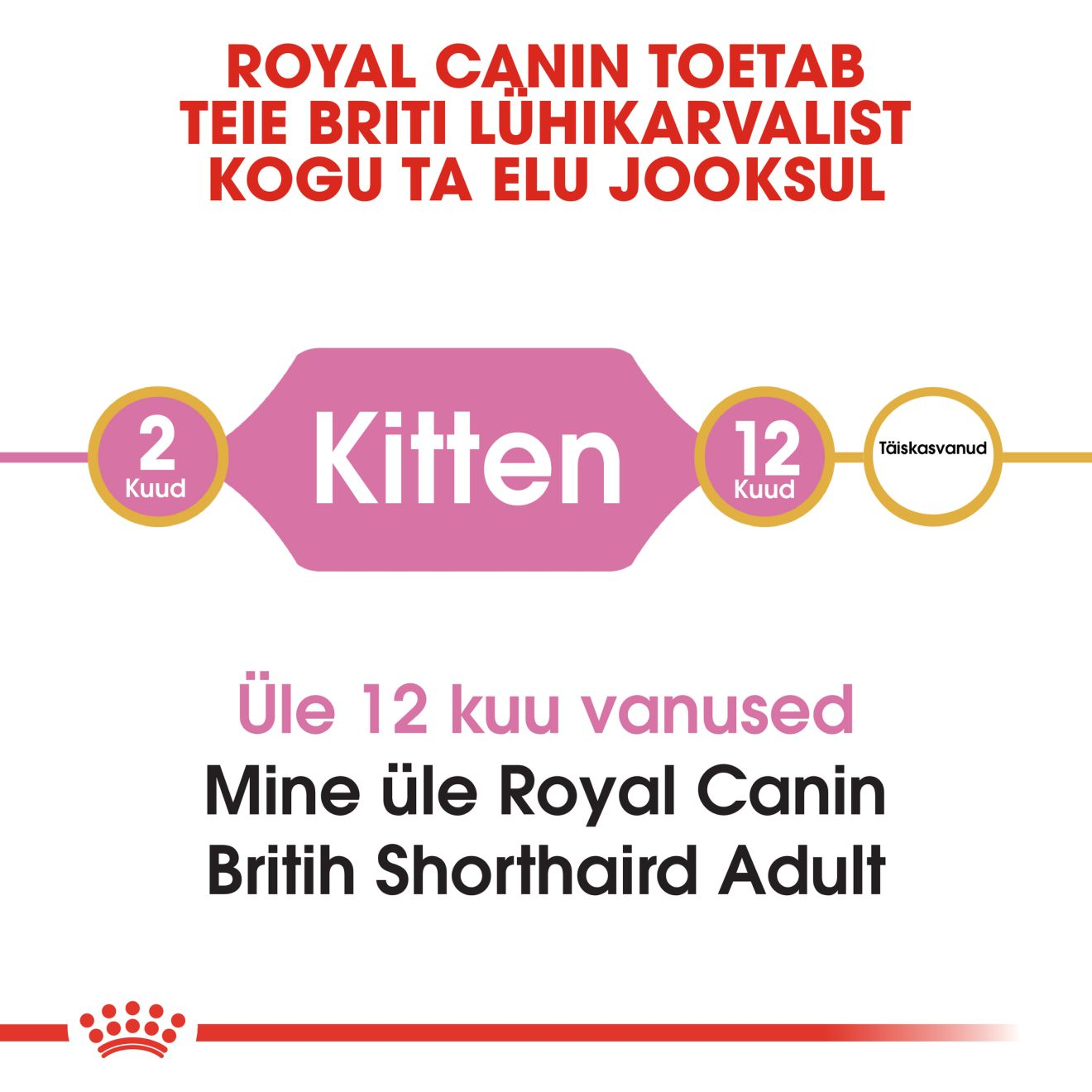 Royal Canin British Shorthair Kitten kuivtoit