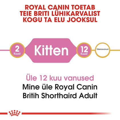 RC-FBN-KittenBritishShorthair-CV1_001_ESTONIA-ESTONIAN