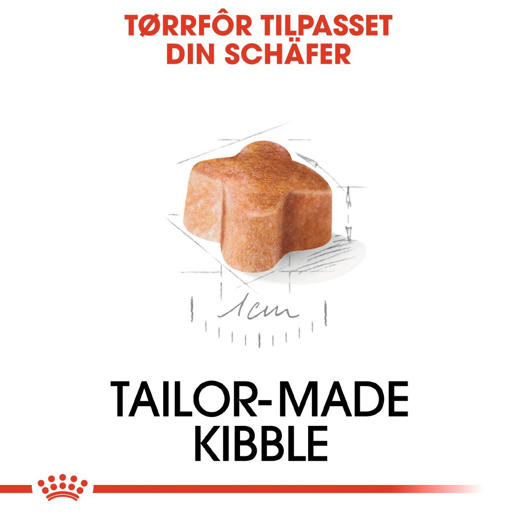 German Shepherd Puppy