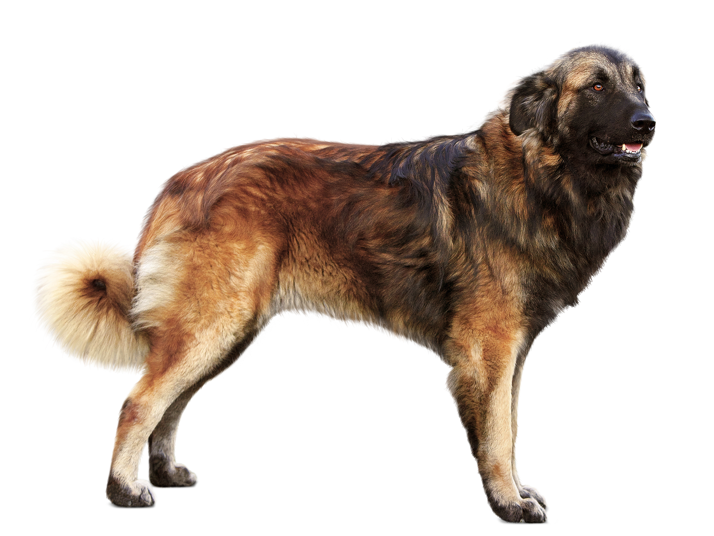 Estrela Mountain Dog adult in black and white