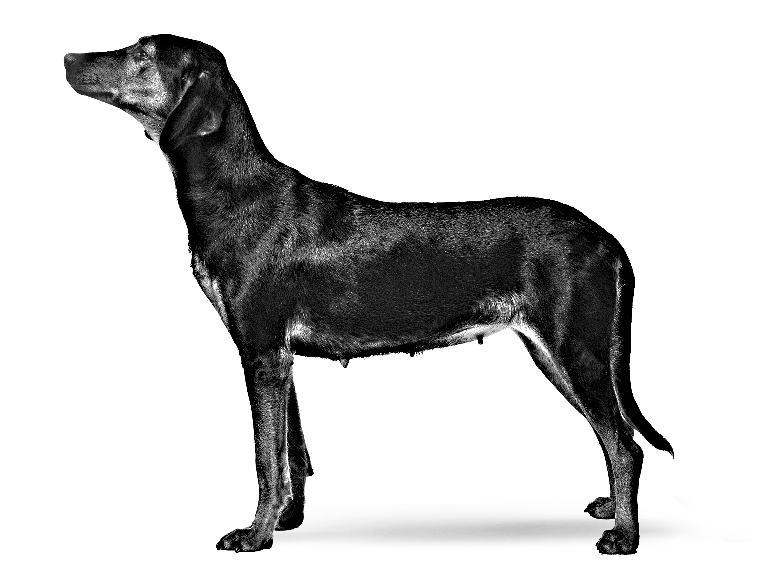 Hellenic hound adult black and white