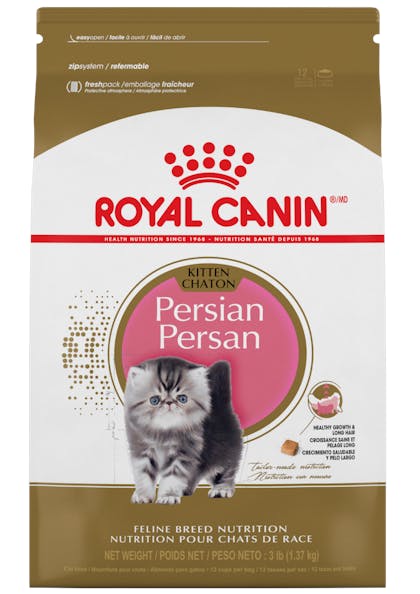 Persian_Kitten_1