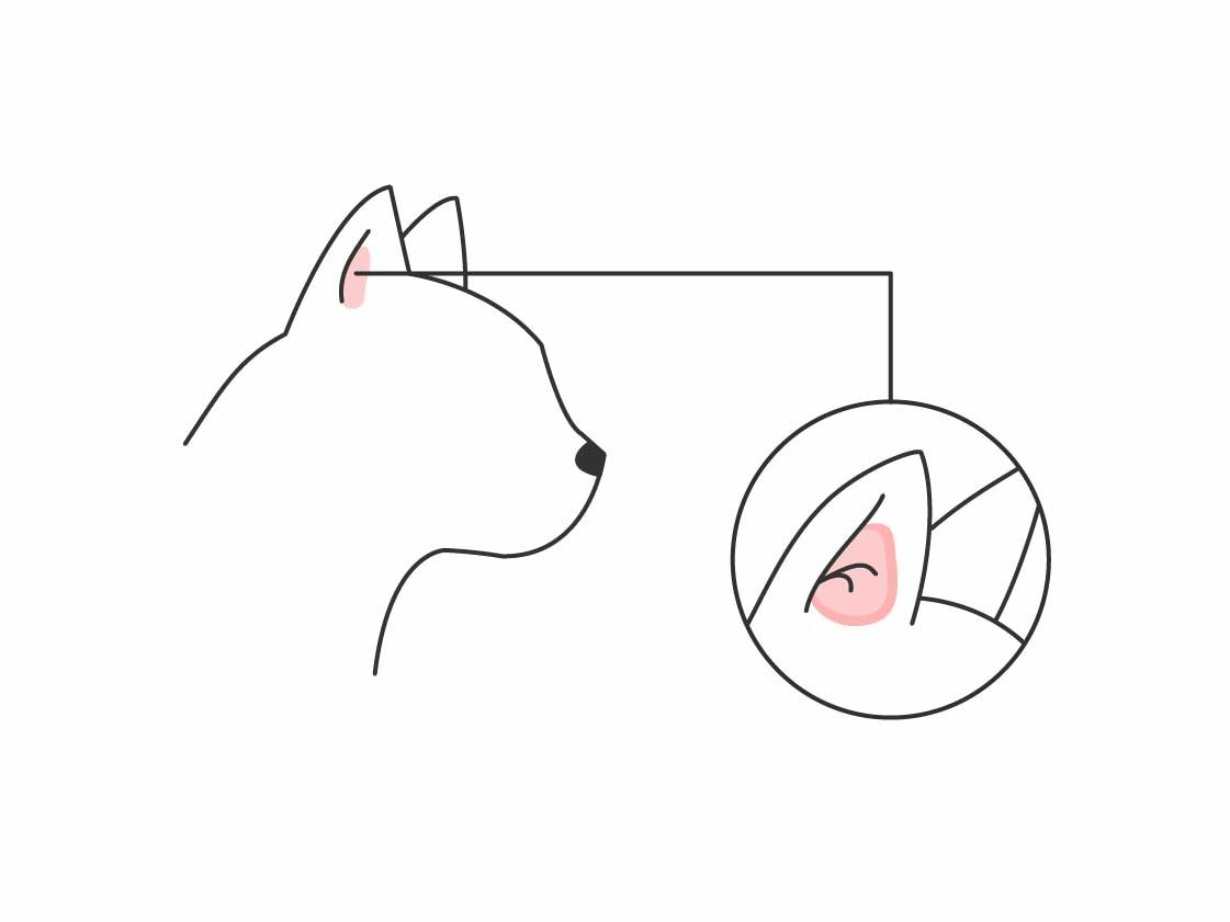 Illustration of cat ear