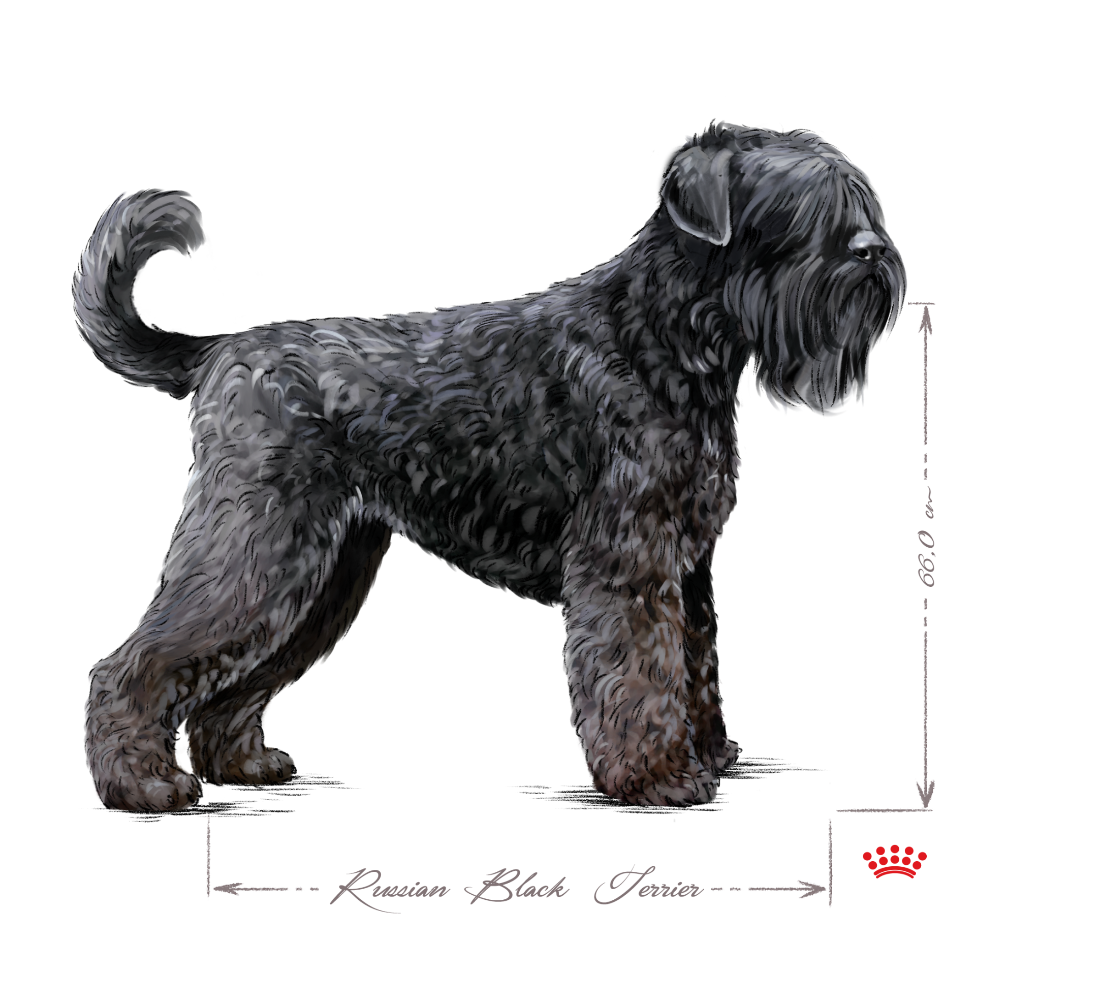 Russian Black Terrier in black and white