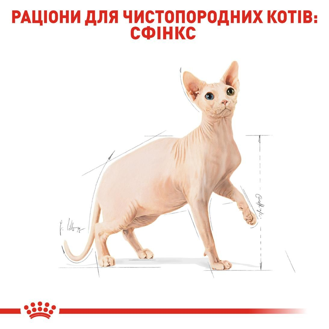 Sphynx Adult