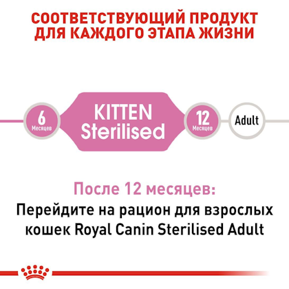 RC-FHN-KittenSterilised_2-RU.jpg