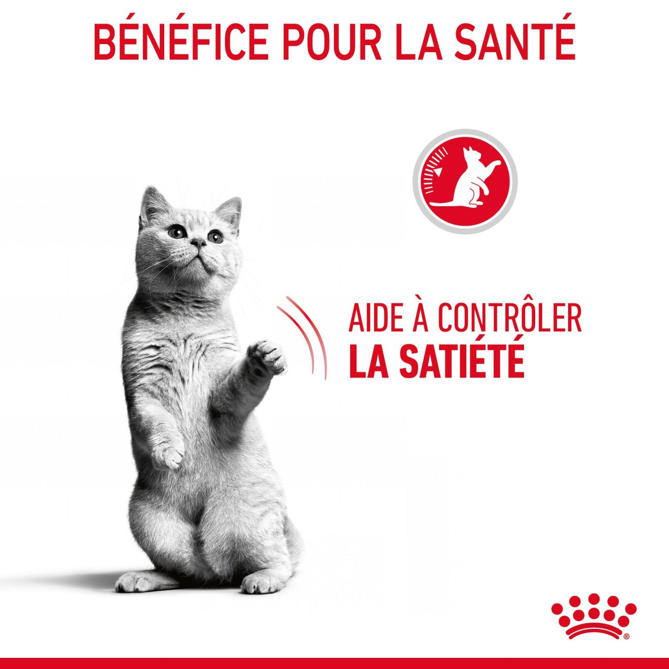 Royal Canin Contrôle de l'appétit - Nourriture pour chats - Safari