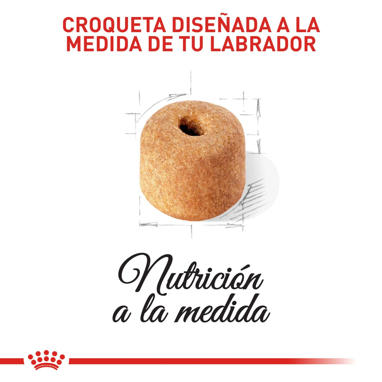 Labrador Retriever Adulto