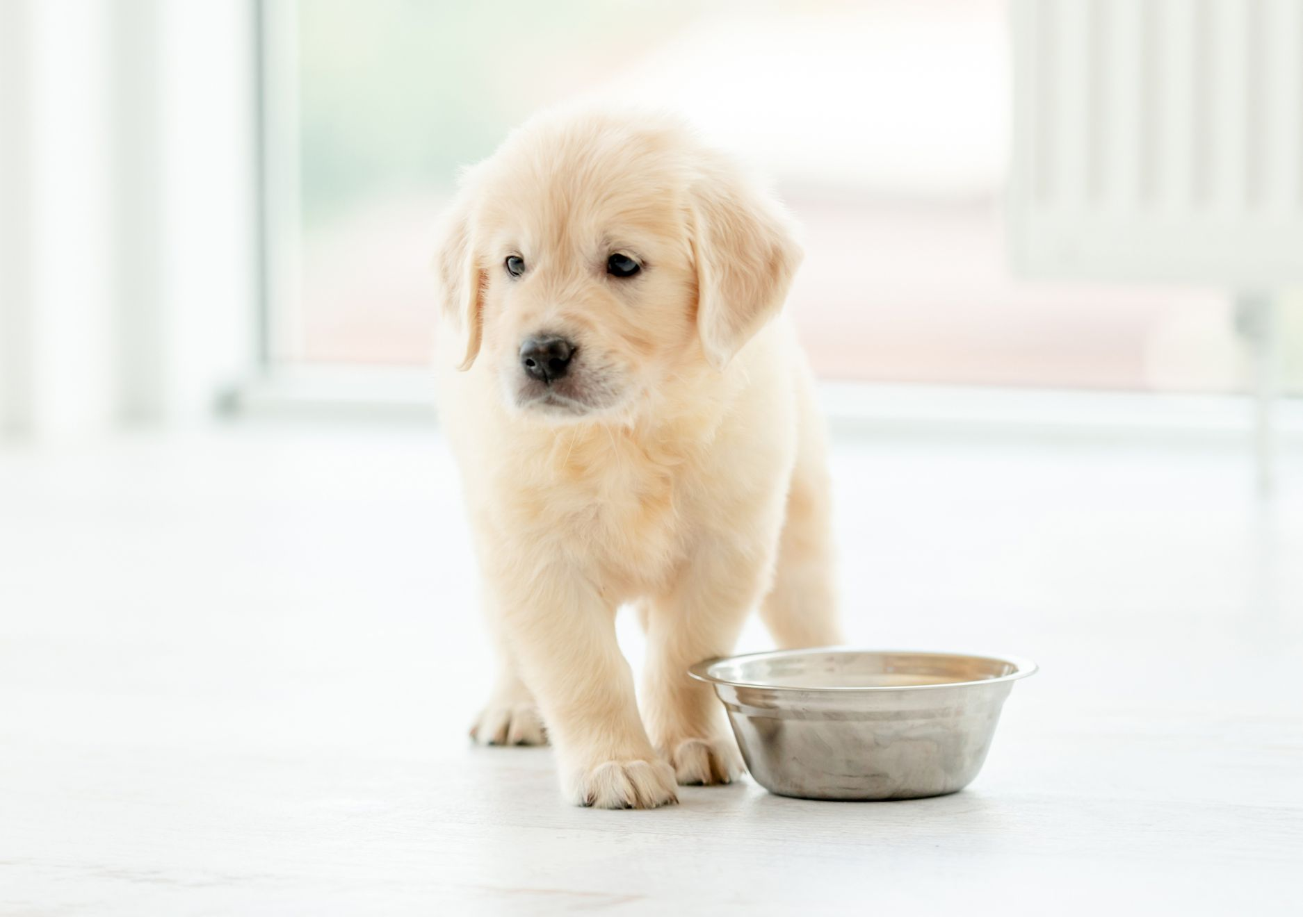 puppy microbiota