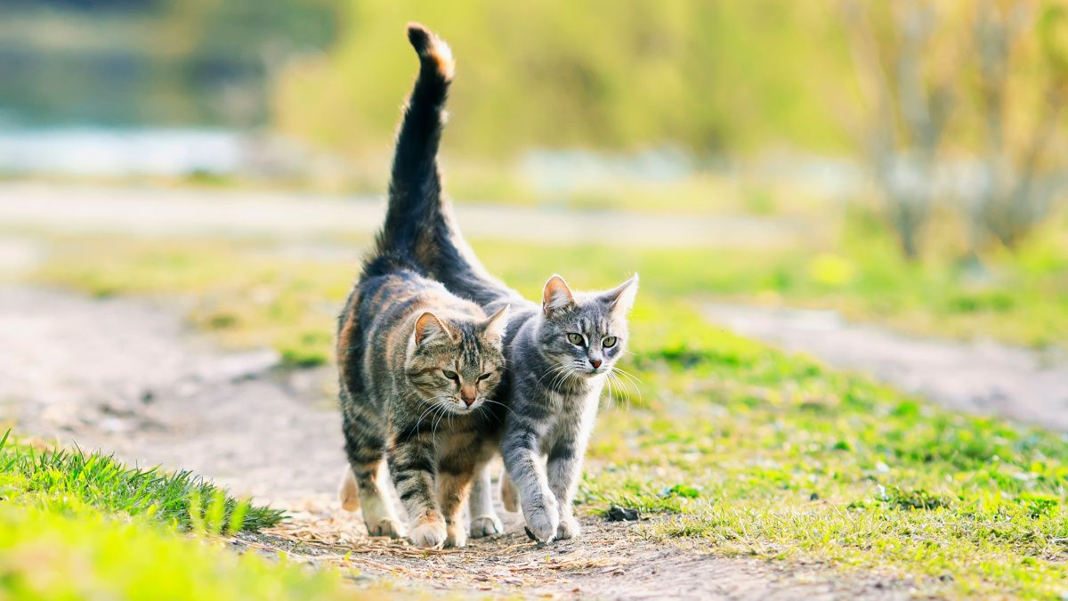 Feline renal transplantation