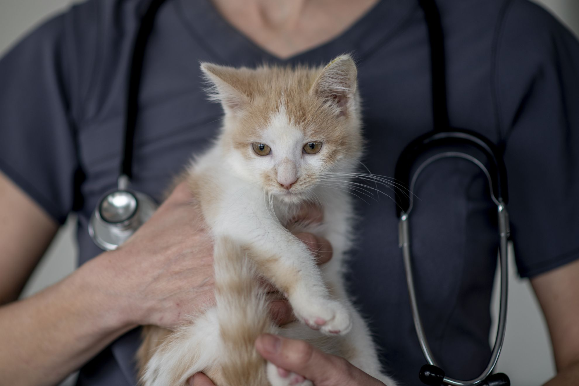 Vet holding young kitten