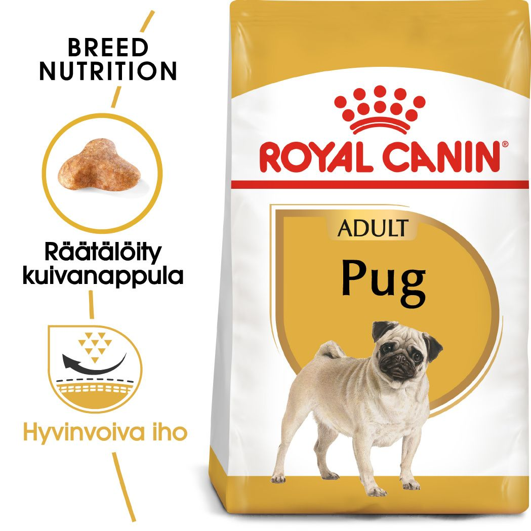Pug Adult