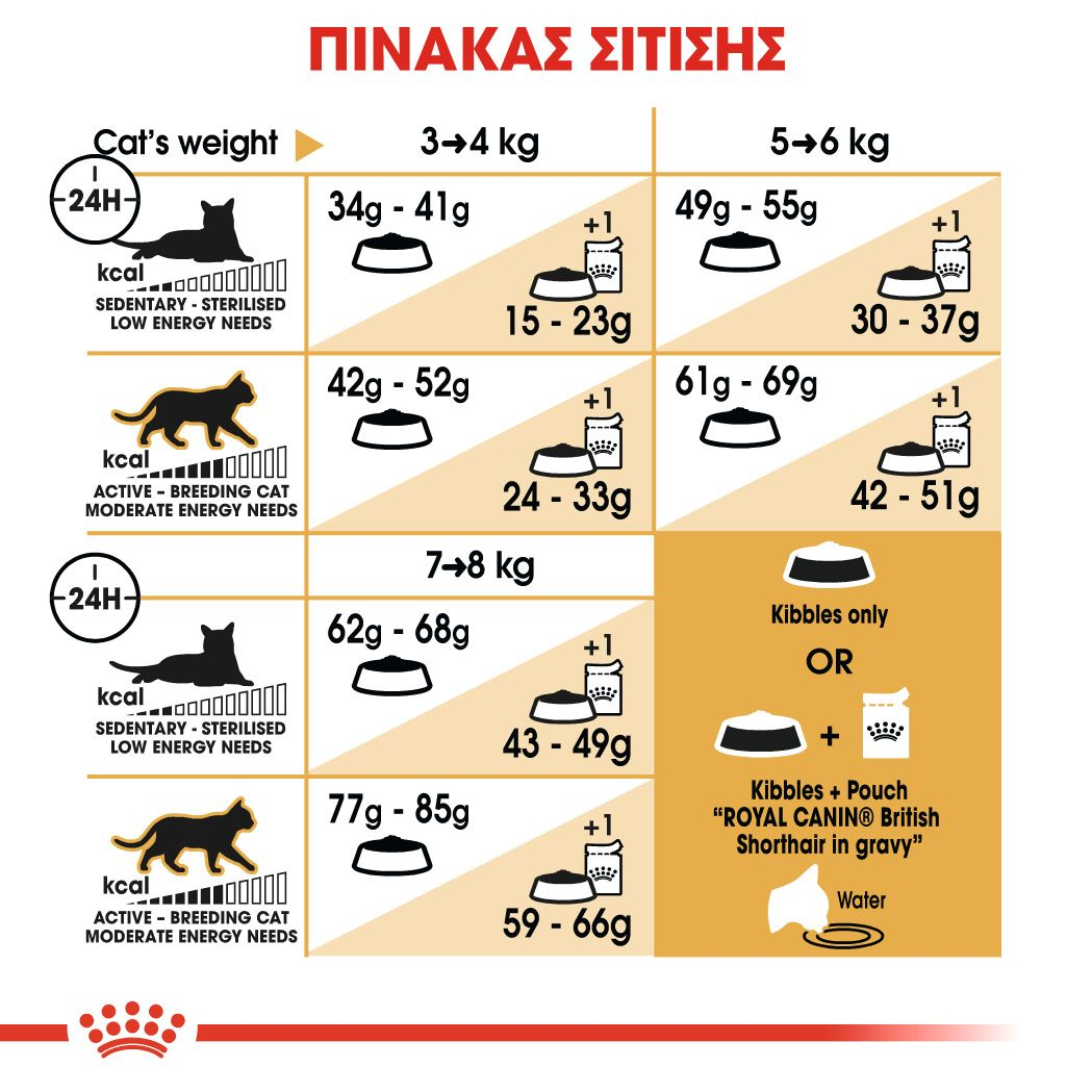 British Shorthair Adult