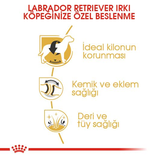 Labrador Retriever Adult Yetişkin Köpek Kuru Maması