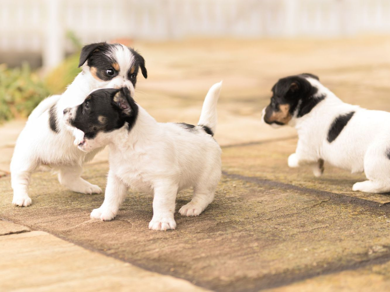 Sechs Wochen alte Jack Russell Terrier Welpen spielen zusammen