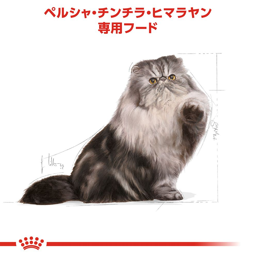  CANIN ペルシャ・チンチラ・ヒマラヤン　ドライフード　4kg ロイヤルカナン ペルシャ・チンチラ・ヒマラヤン 成猫用
