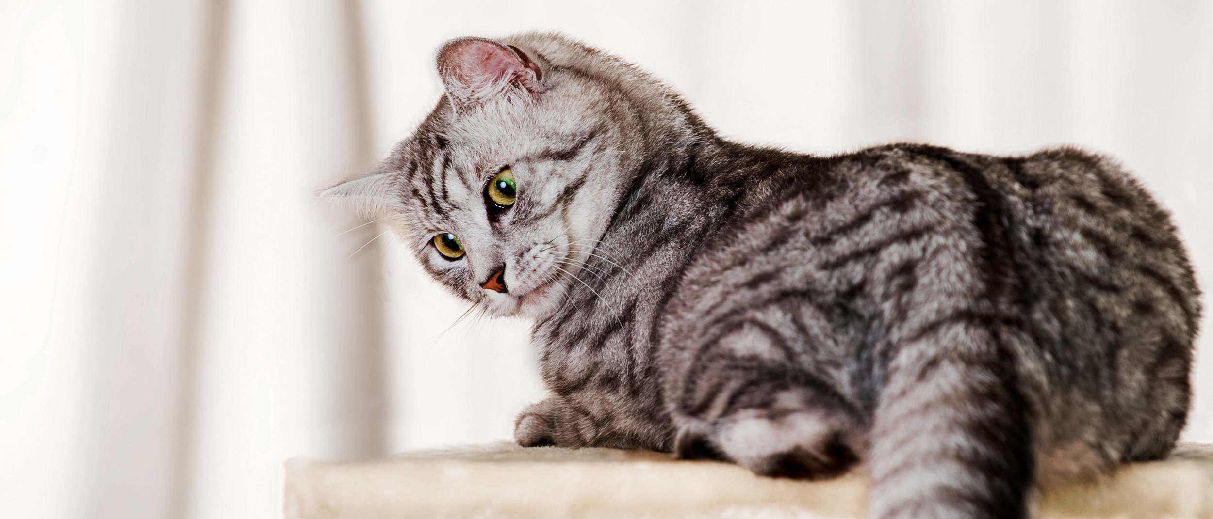 Adult cat lying down indoors on top of a cat tree.