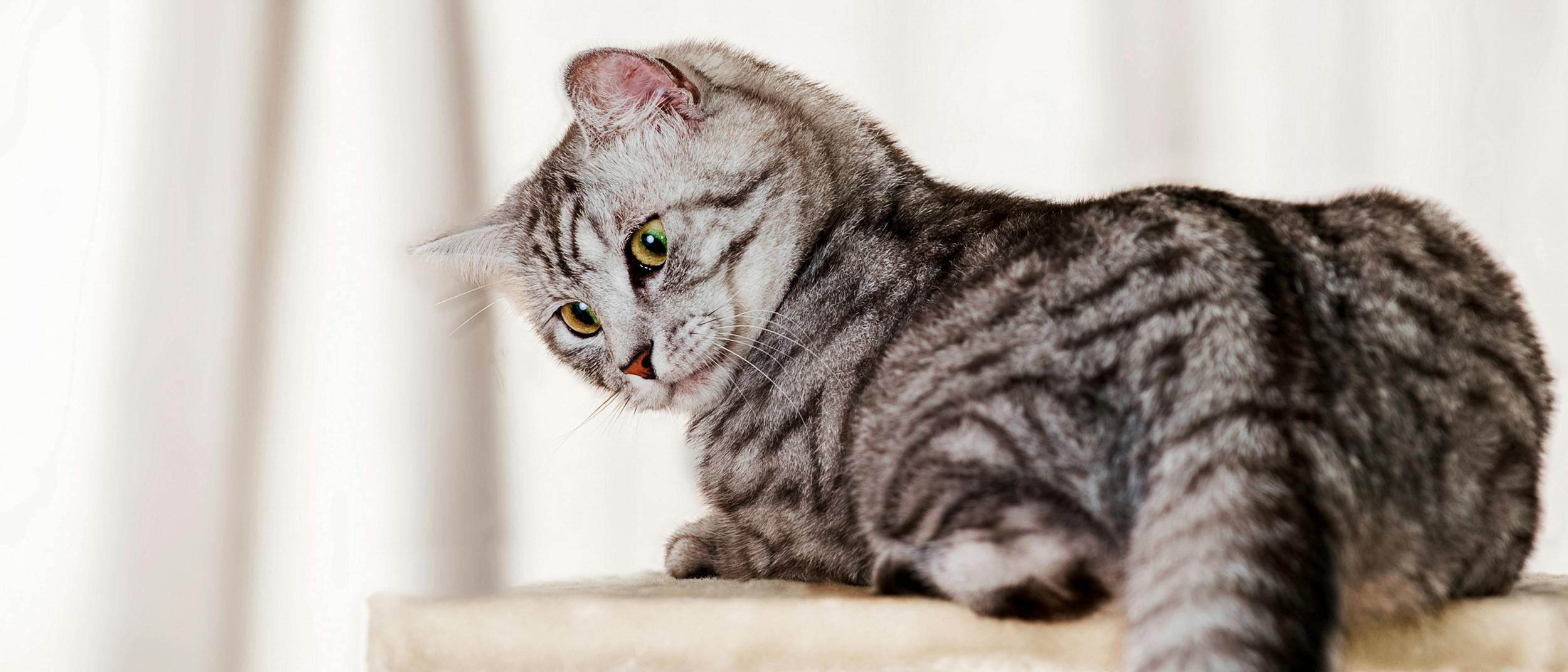 Yavru Kedi Sahiplenme Rehberiniz Royal Canin
