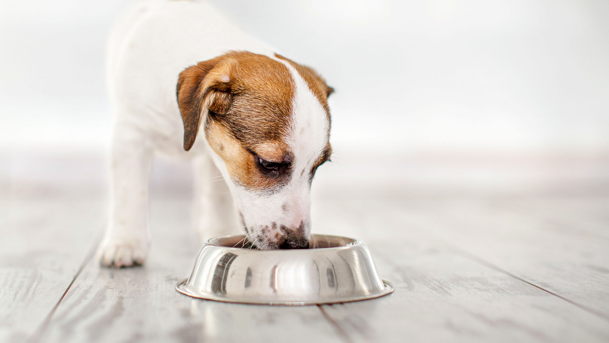 Ein Jack Russel Terrier steht auf einem Dielenboden und frisst aus einem Metallnapf. Er ist von vorn fotografiert, nur der Kopf ist scharf aufgenommen