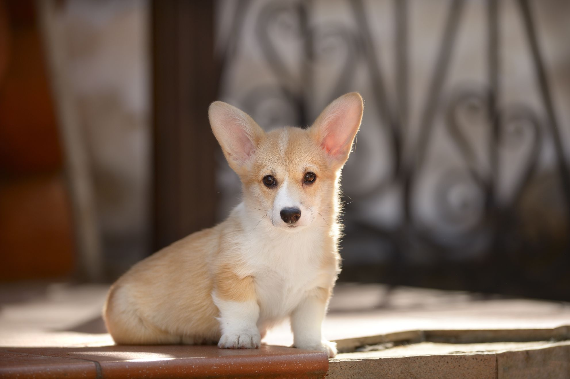 Собака боится всего: на улице и дома | Royal Canin