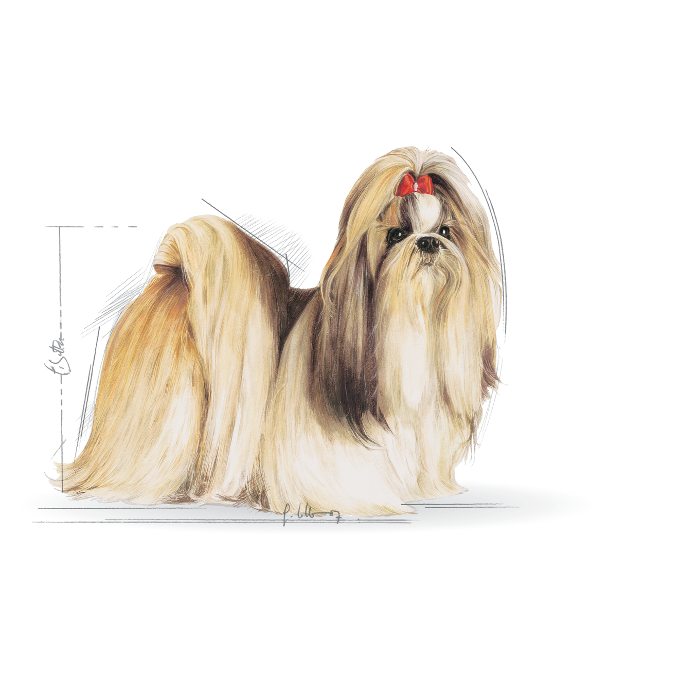 Shih Tzu Adult