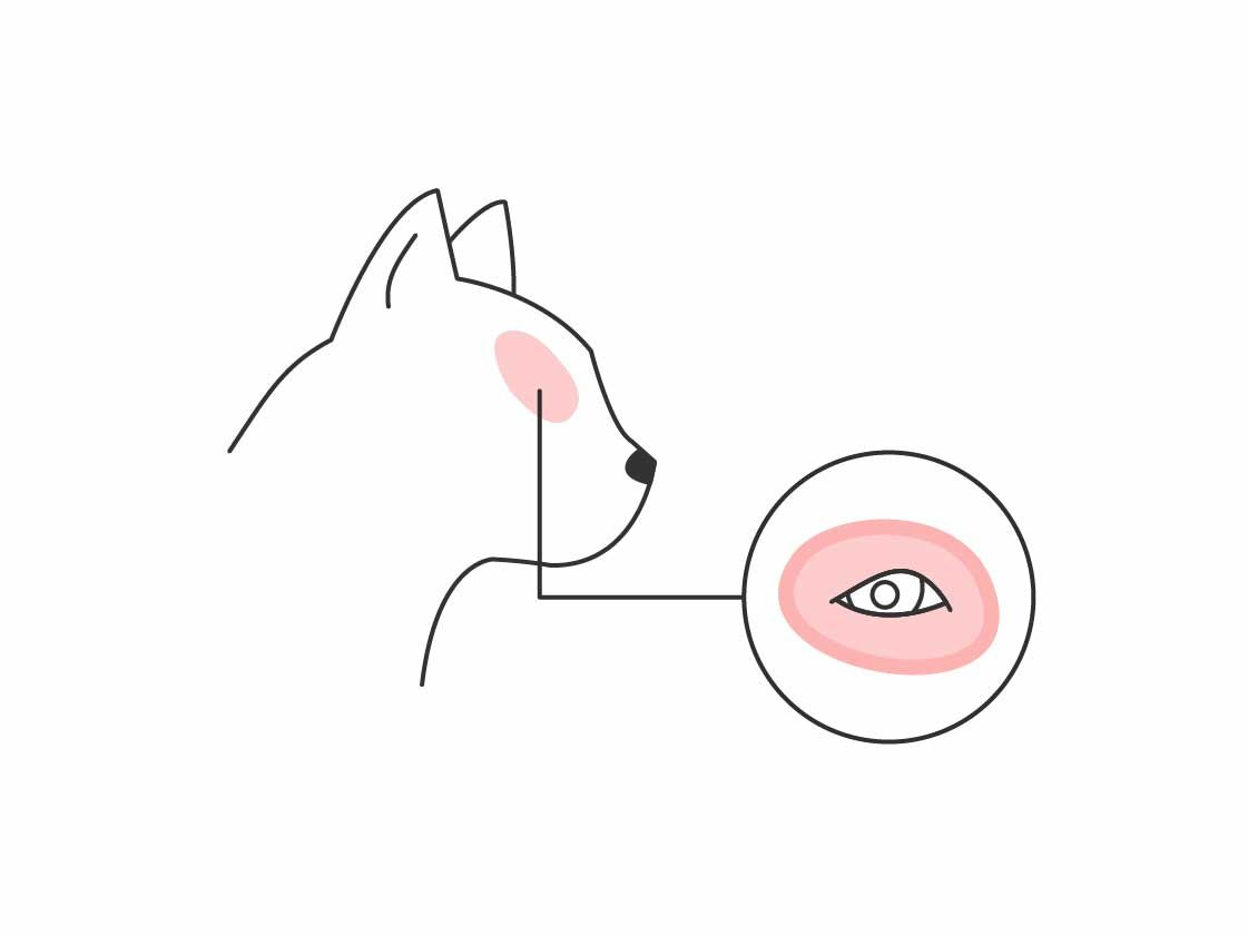 Illustration of cat eye