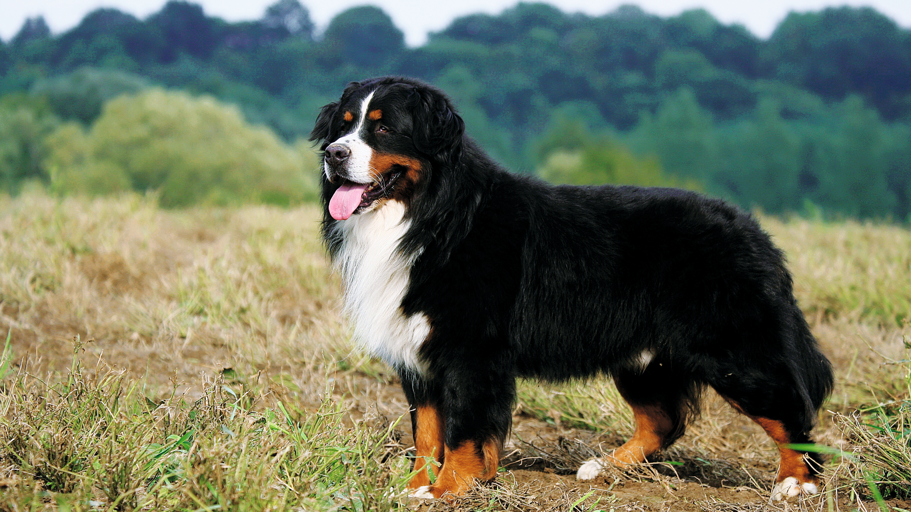 Bernese Mountain Dog traits health nutrition Royal Canin UK
