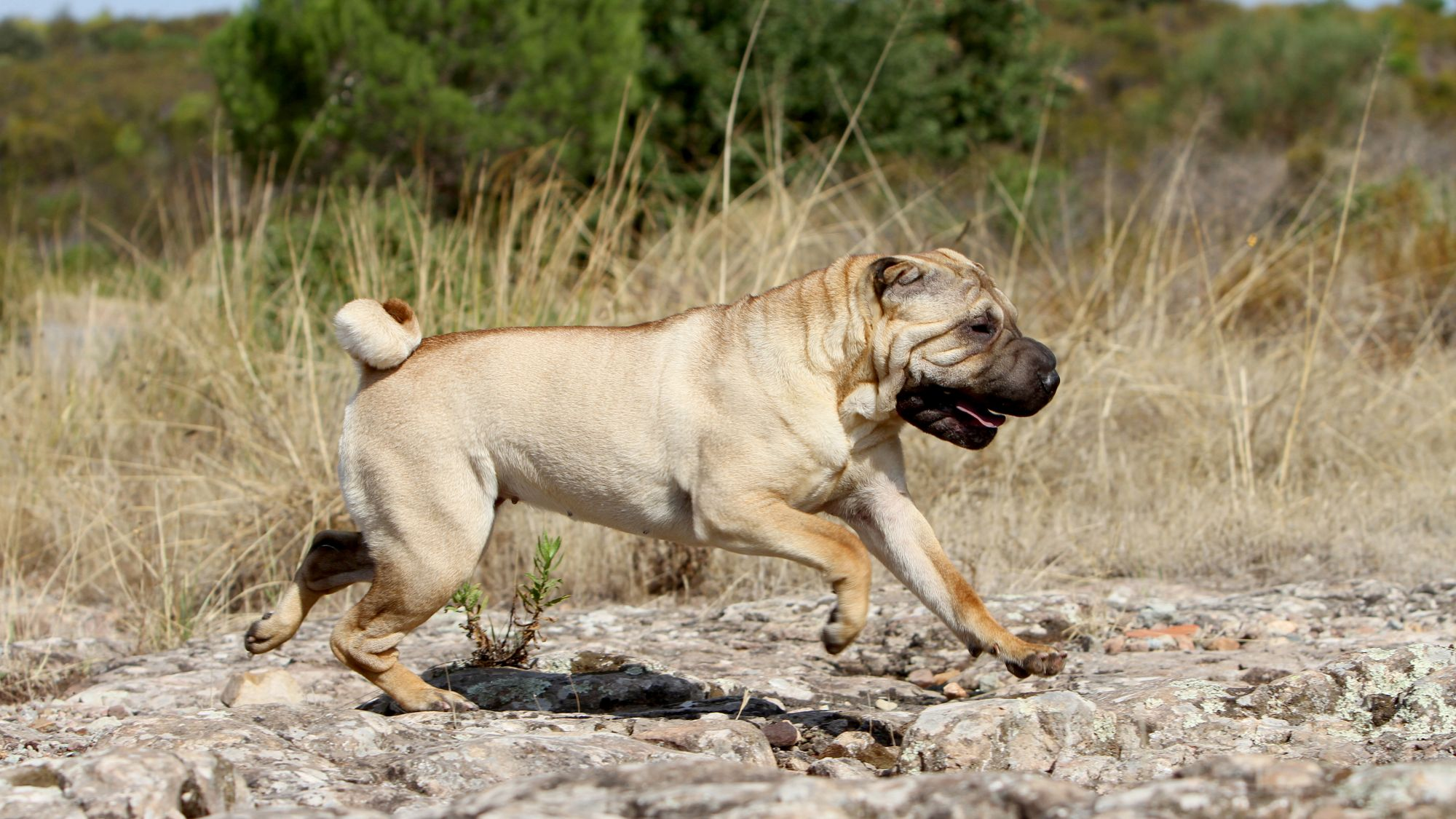 Chinese Shar-Pei running over rocky ground