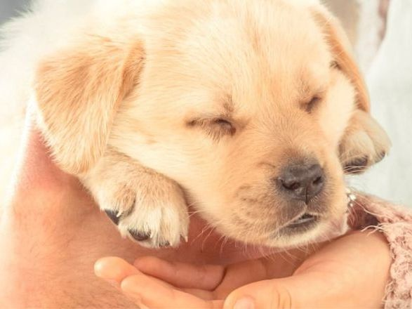 puppy sleeping in owner's arms