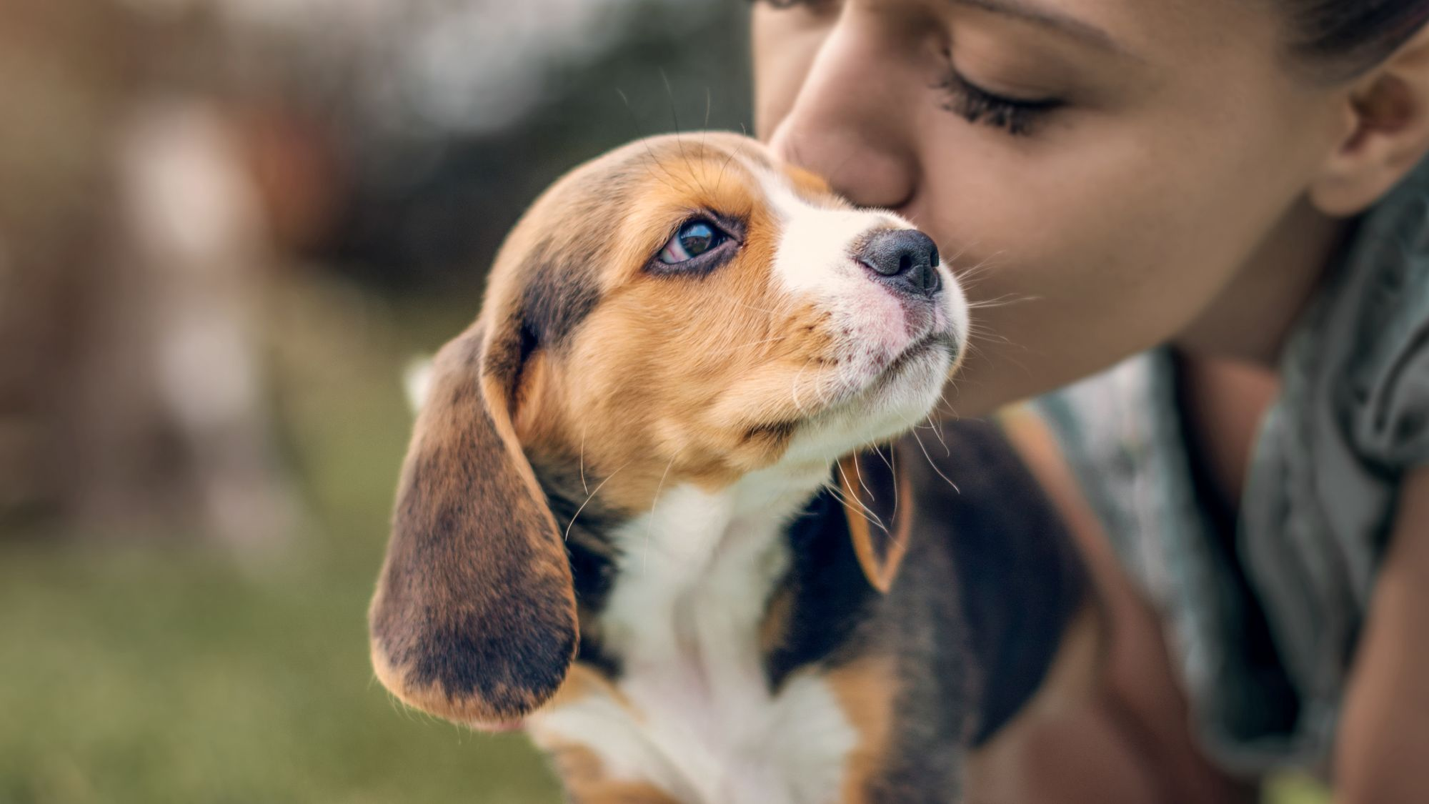 Beagle puppy standing on a blanket outdoors with owner