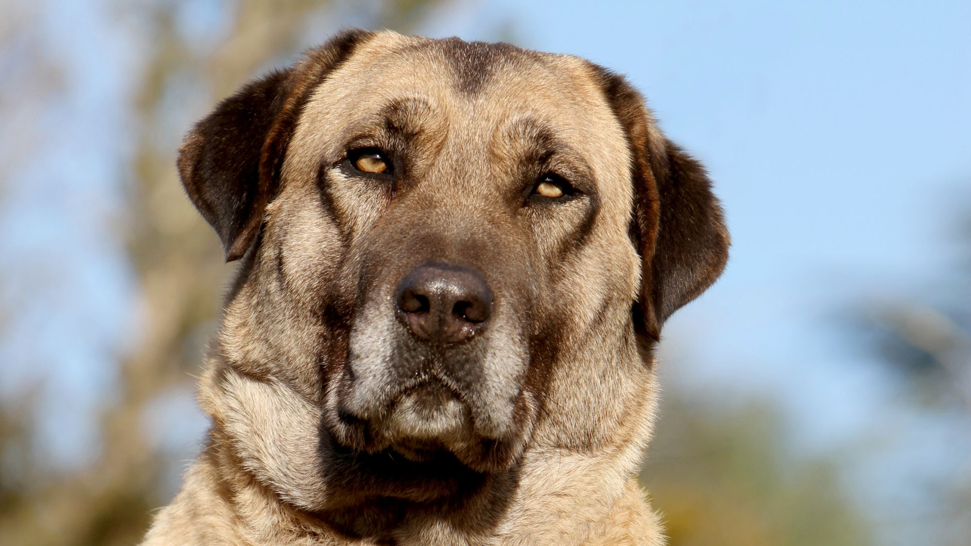 Anatolian Shepherd sat facing the camera