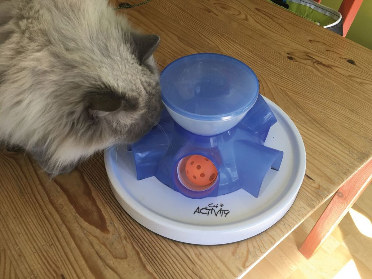A commercial stationary “tunnel feeder” puzzle with a ping-pong ball, filled with food, placed inside to increase the challenge. If used without the ball as an obstacle a cat should find it much easier, and it would be suitable as a beginner’s toy.