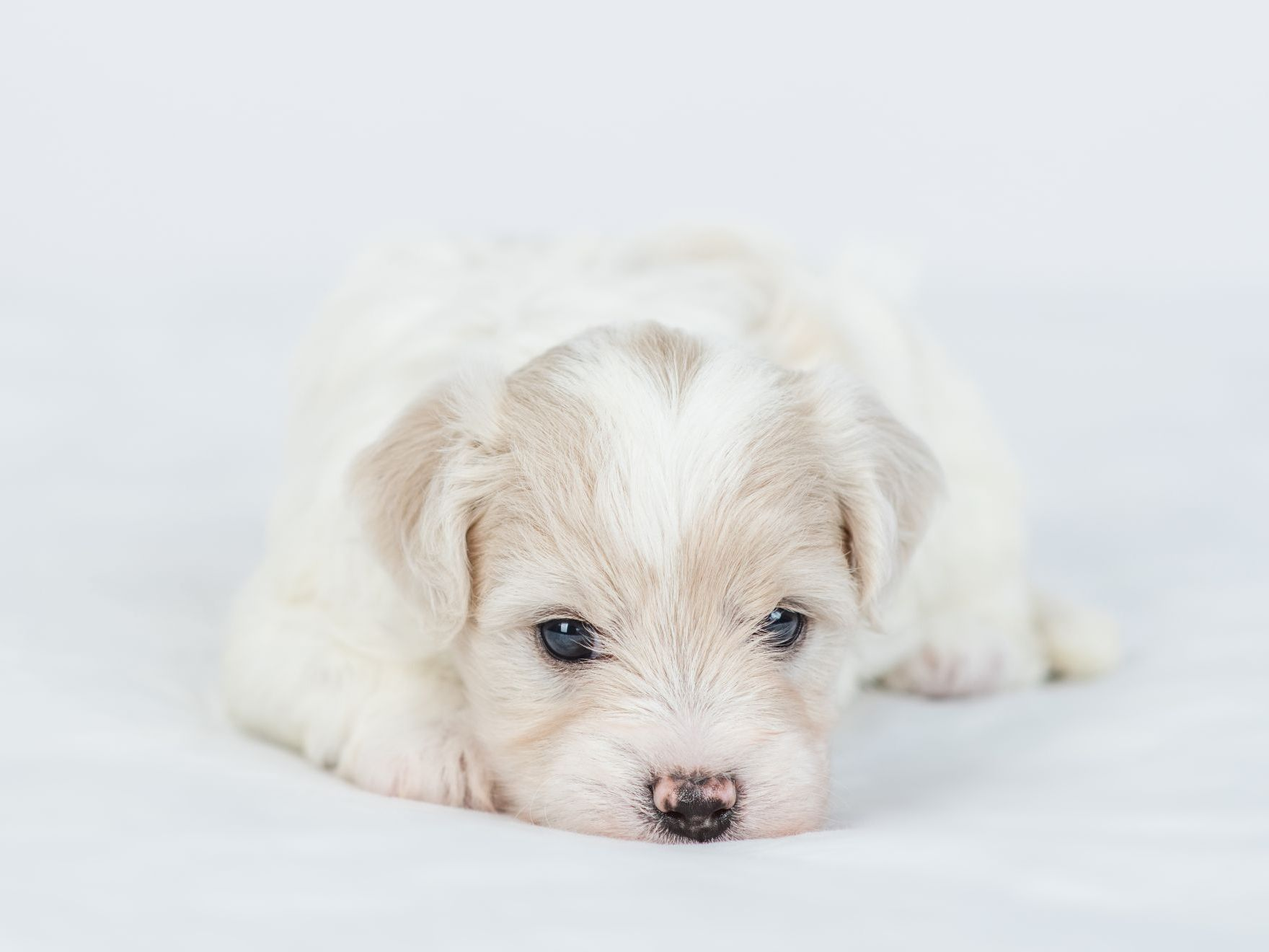 Schläfriger Bichon Frisé Welpe liegt auf dem Bett