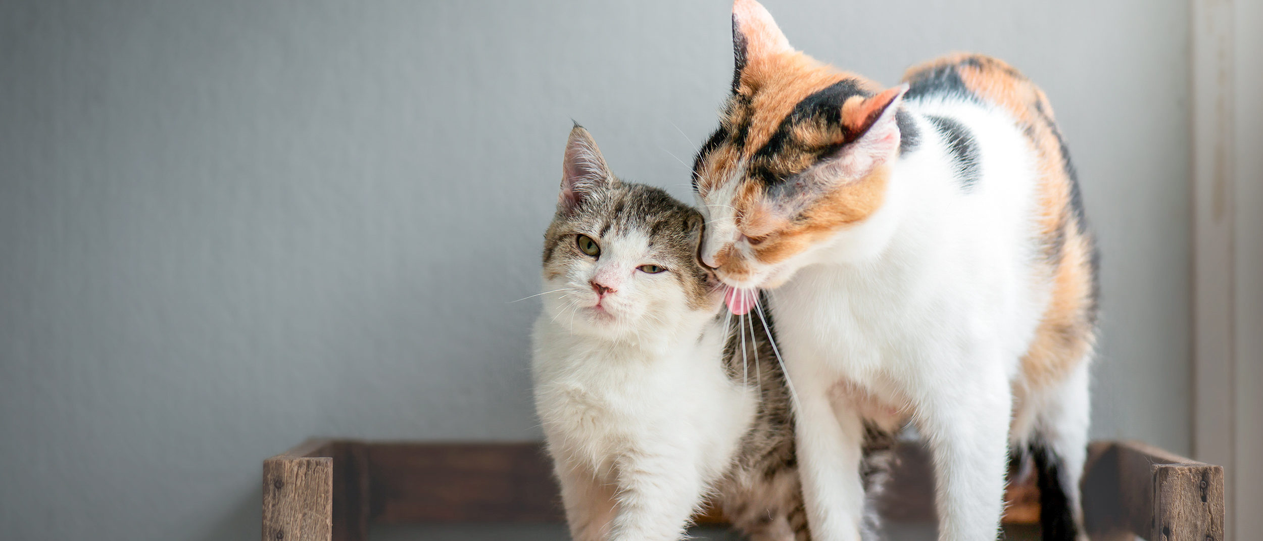 Adult cat standing next to a kitten licking its ear.