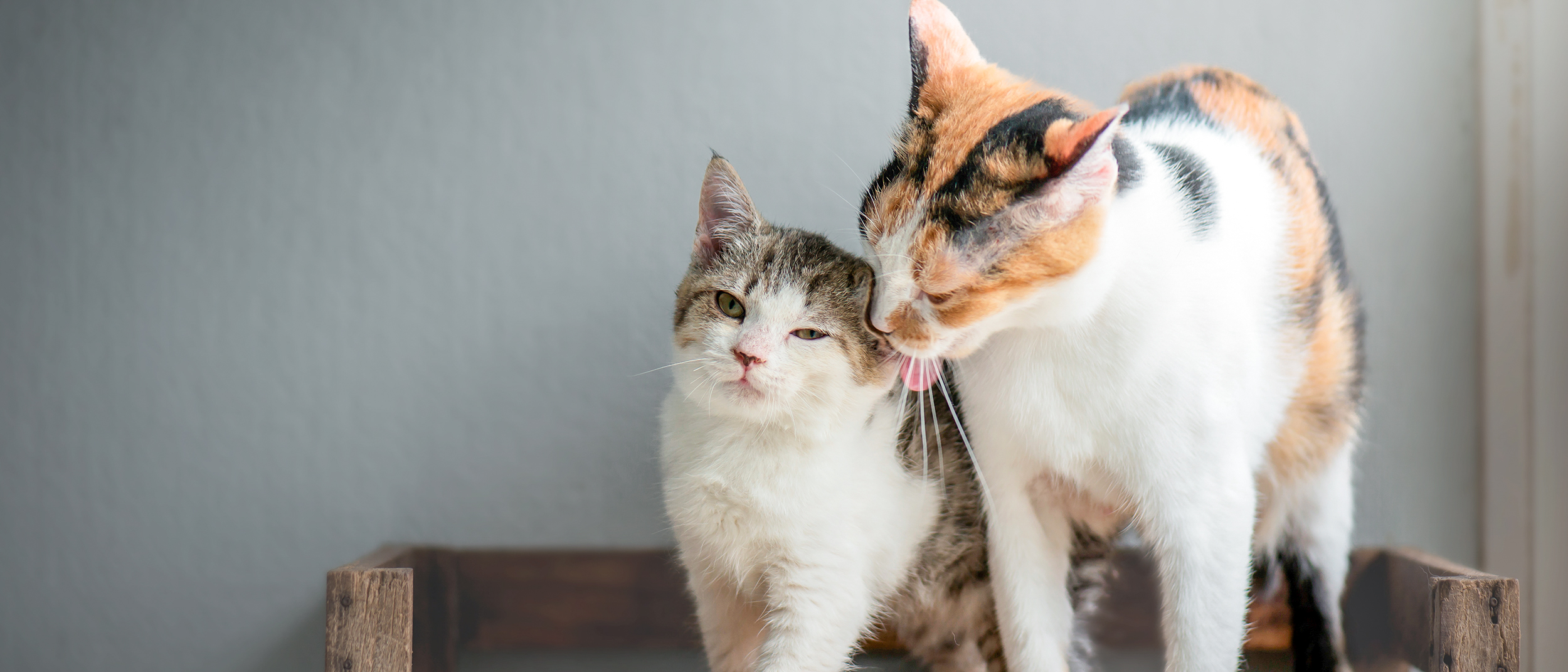 Yetişkin bir kedi mi yoksa yavru bir kedi mi sahiplenmeliyim?