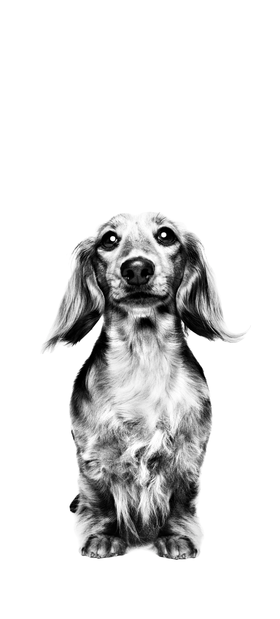 Dachshund adult standing in black and white on a white background