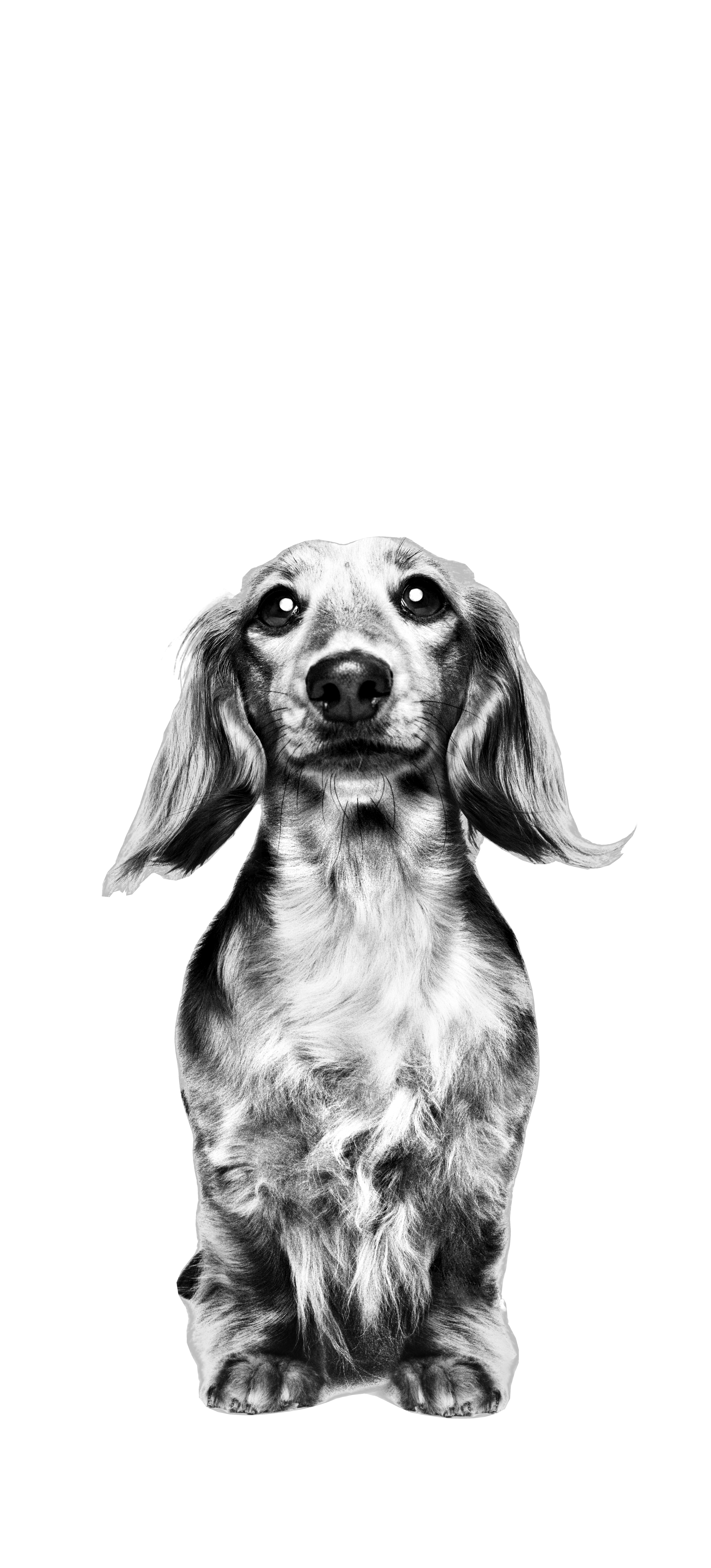 Dachshund adulto de pé, a preto e branco sobre um fundo branco