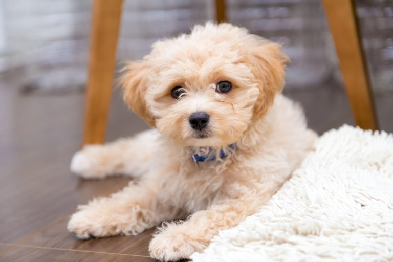 Ein cremeweißer Wuschelhund liegt neben einer weißen Decke auf Laminatboden