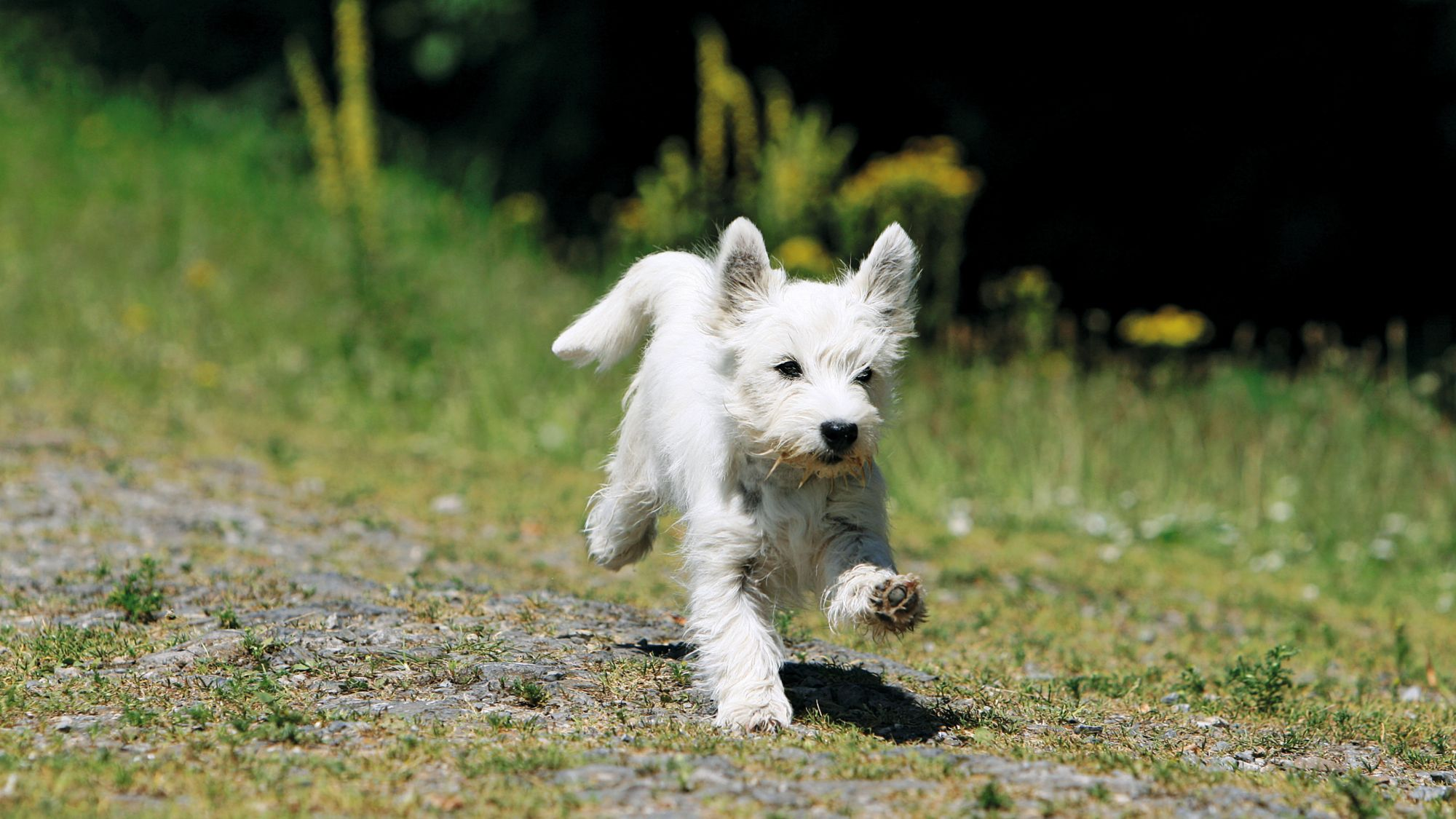 West Highland White Terrier bounding across green land