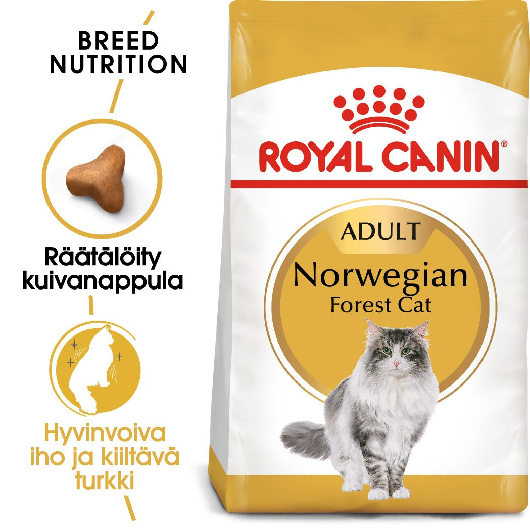 Norwegian Forest Cat Adult