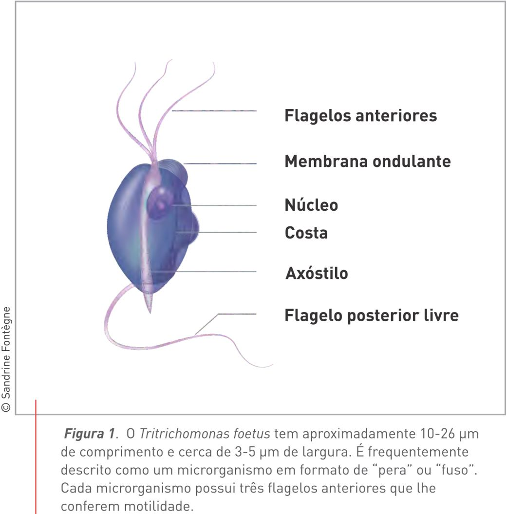 O Tritrichomonas foetus tem aproximadamente 10-26 m de comprimento e cerca de 3-5 m de largura. É frequentemente descrito como um microrganismo em formato de “pera” ou “fuso”. Cada microrganismo possui três flagelos anteriores que lhe conferem motilidade.