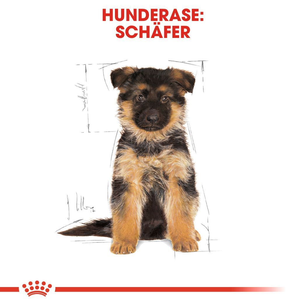 German Shepherd Puppy