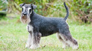 Protéinurie associée à l’hypertriglycéridémie chez le schnauzer nain