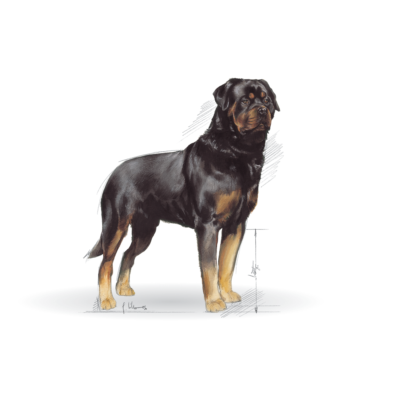 Rottweiler Adult