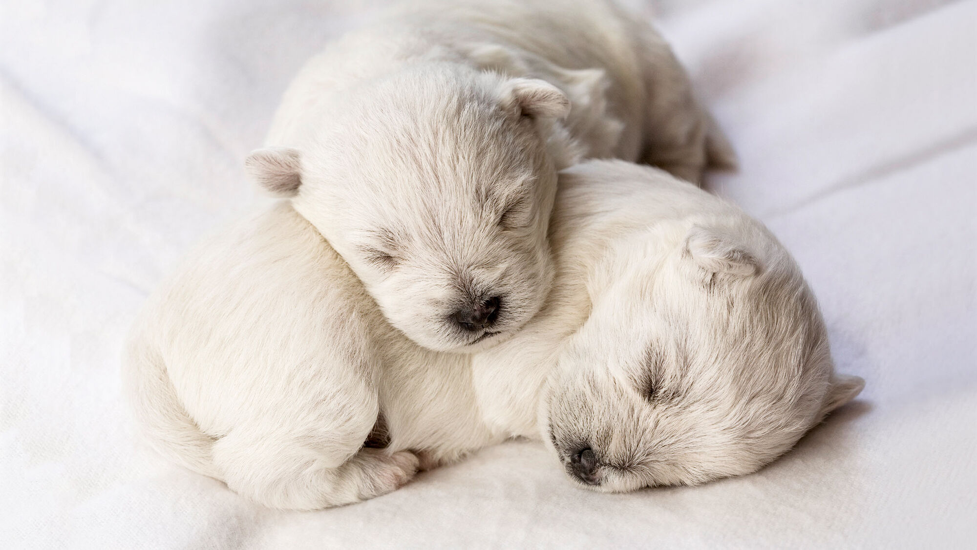 Newborn puppies lying down asleep indoors